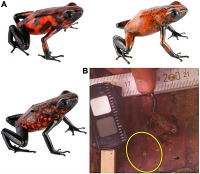 Continuous Variation in an Aposematic Pattern Affects Background Contrast, but Is Not Associated With Differences in Microhabitat Use